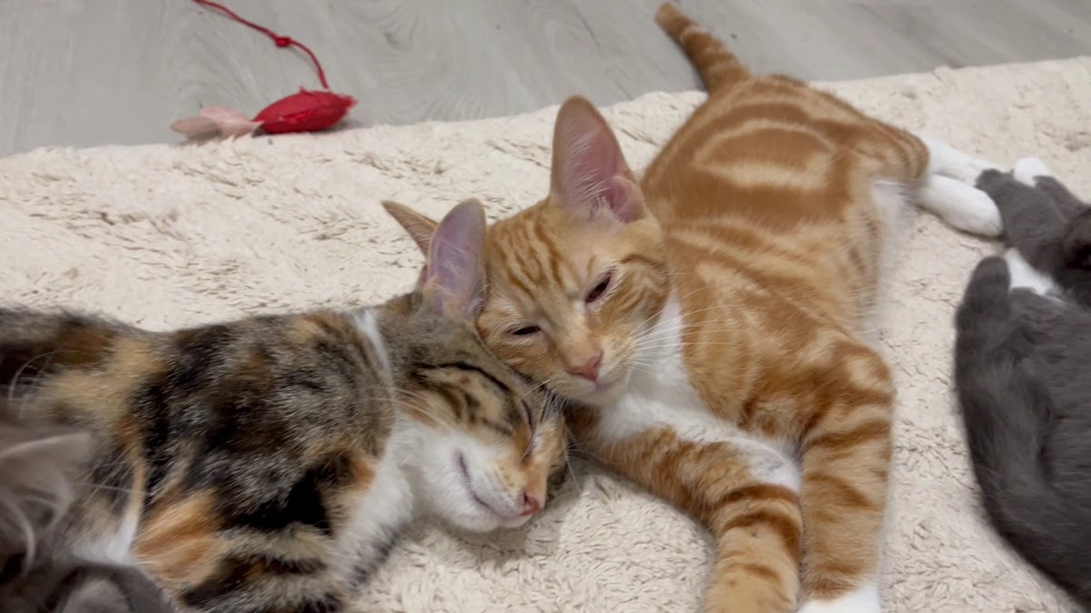 Jiji Rescue Cat Cafe